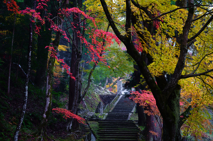 シグマ SIGMA 70-200mm F2.8 DG DN OS | Sports ／ 京都 亀岡 稗田野町 